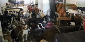 Autoridades mantienen intervención en vivienda del norte de Barranquilla: ya son 70 perros rescatados