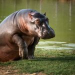Gobierno autoriza eutanasia de hipopótamos descendientes de los 4 ejemplares que Pablo Escobar ingresó al país