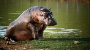 Gobierno autoriza eutanasia de hipopótamos descendientes de los 4 ejemplares que Pablo Escobar ingresó al país