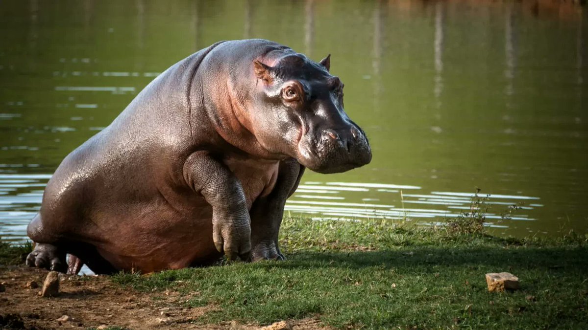 Gobierno autoriza eutanasia de hipopótamos descendientes de los 4 ejemplares que Pablo Escobar ingresó al país