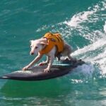 Falleció una leyenda de cuatro patas que dejó huellas en las olas: ¡luto en el surf canino de Estados Unidos!