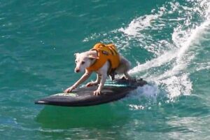 Falleció una leyenda de cuatro patas que dejó huellas en las olas: ¡luto en el surf canino de Estados Unidos!