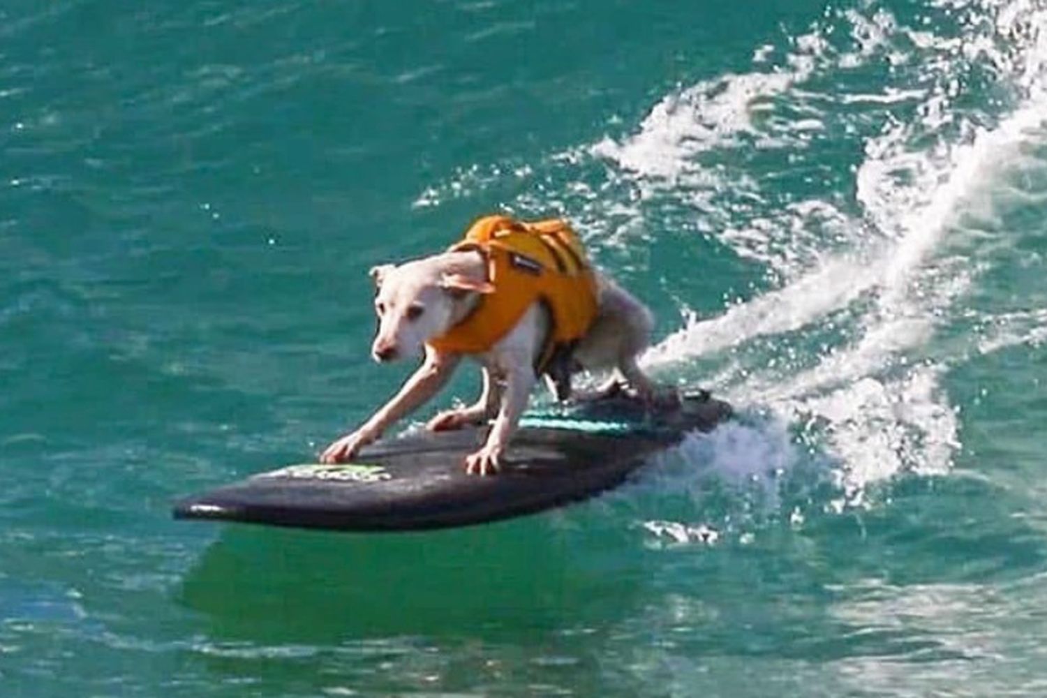 Falleció una leyenda de cuatro patas que dejó huellas en las olas: ¡luto en el surf canino de Estados Unidos!