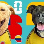 ¡Los jugadores más tiernos!: fundación lanza láminas mundialistas de perritos que buscan hogar