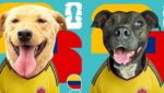 ¡Los jugadores más tiernos!: fundación lanza láminas mundialistas de perritos que buscan hogar