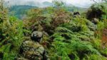 Abatidos seis integrantes de las disidencias de las FARC en combates con el Ejército en Cauca