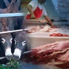 Elevados precios de la carne vacuna tendría a muchos argentinos “comiendo la de burro”: ¡Gobierno se defiende!