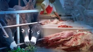 Elevados precios de la carne vacuna tendría a muchos argentinos “comiendo la de burro”: ¡Gobierno se defiende!