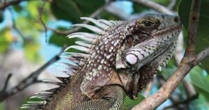 Alcaldía de Barranquilla refuerza llamado para prevenir riesgos ambientales y proteger la fauna silvestre