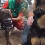 Condenadas 13 personas que organizaron y financiaron pelea internacional de perros en una finca, en Colombia
