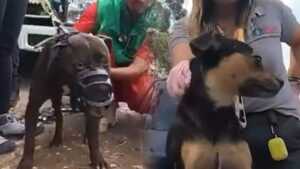 Condenadas 13 personas que organizaron y financiaron pelea internacional de perros en una finca, en Colombia