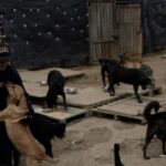 Mujer señalada de mantener a más de 300 perros en precarias condiciones es judicializada por maltrato animal