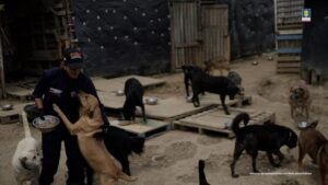 Mujer señalada de mantener a más de 300 perros en precarias condiciones es judicializada por maltrato animal
