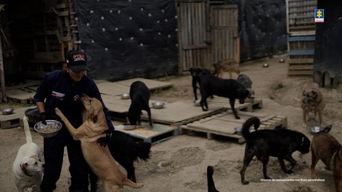 Mujer señalada de mantener a más de 300 perros en precarias condiciones es judicializada por maltrato animal