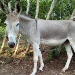 Cámara aprueba en último debate el proyecto de ley que tipifica la zoofilia como delito en Colombia