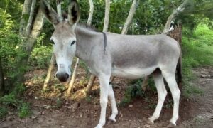 Cámara aprueba en último debate el proyecto de ley que tipifica la zoofilia como delito en Colombia