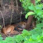 Rebeca, la perrita callejera que desafió la tormenta por sus siete cachorros