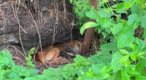 Rebeca, la perrita callejera que desafió la tormenta por sus siete cachorros