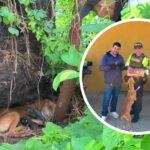 La historia de Rebeca suma un final feliz para dos de sus cachorros