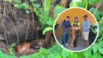 La historia de Rebeca suma un final feliz para dos de sus cachorros