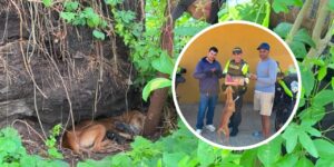 La historia de Rebeca suma un final feliz para dos de sus cachorros