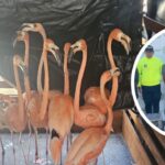 Cae red de tráfico ilegal de fauna silvestre en Atlántico y Bolívar: rescatan a más de 100 ejemplares