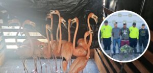 Cae red de tráfico ilegal de fauna silvestre en Atlántico y Bolívar: rescatan a más de 100 ejemplares