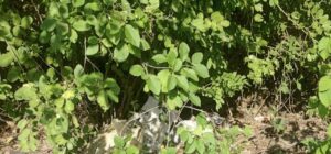 Hallan cuerpo dentro de un costal en la entrada a Sabanilla, Puerto Colombia