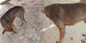 Atentado en Puerto Mocho no solo dejó un hombre muerto: un perro resultó baleado y lleva días sufriendo con la herida