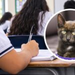 Colegios cuentan con nuevas orientaciones para promover la protección y bienestar de los animales