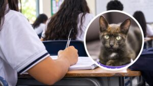 Colegios cuentan con nuevas orientaciones para promover la protección y bienestar de los animales