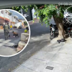 Policía dio de baja a presunto delincuente armado: “Acababa de atracar a una mujer”