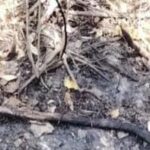 Autoridades buscan establecer identidad de persona hallada incinerada en zona enmontada de Puerto Colombia