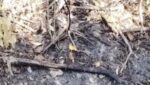 Autoridades buscan establecer identidad de persona hallada incinerada en zona enmontada de Puerto Colombia