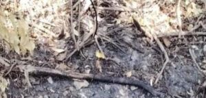 Autoridades buscan establecer identidad de persona hallada incinerada en zona enmontada de Puerto Colombia