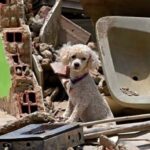 Solidaridad de cuatro patas: Cemento País lleva apoyo a mascotas afectadas por el terremoto en el Eje Cafetero