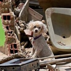Solidaridad de cuatro patas: Cemento País lleva apoyo a mascotas afectadas por el terremoto en el Eje Cafetero