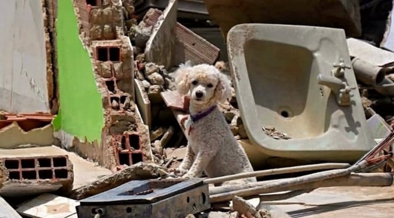 Solidaridad de cuatro patas: Cemento País lleva apoyo a mascotas afectadas por el terremoto en el Eje Cafetero