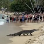 Trémulos quedaron los turistas en playa del Parque Tayrona al ver salir de las aguas a enorme caimán!