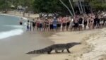 Trémulos quedaron los turistas en playa del Parque Tayrona al ver salir de las aguas a enorme caimán