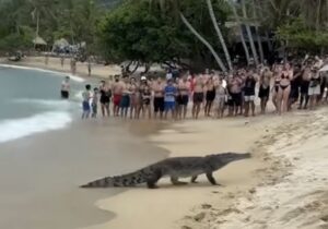 Trémulos quedaron los turistas en playa del Parque Tayrona al ver salir de las aguas a enorme caimán!