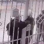 Cámara de una casa captó en acción a los Buitres, que vienen haciendo de las suyas en Soledad
