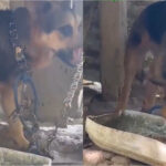 Agresión a machete contra una canina genera indignación en Antioquia: Gobernación ofrece recompensa por el atacante