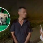 ¡Histórico! Por primera vez, judicializan a hombre por acceso carnal contra un animal en Colombia