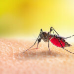 ¡Pilas, a tomar medidas por la mosquitera! Instituto Nacional de Salud advirtió alta transmisión de dengue en Barranquilla