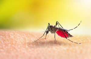 ¡Pilas, a tomar medidas por la mosquitera! Instituto Nacional de Salud advirtió alta transmisión de dengue en Barranquilla