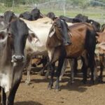 Inseguridad en zona rural del Atlántico: hombres armados ingresaron a una finca en Caracolí y se robaron 60 reses