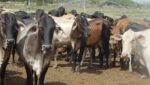 Inseguridad en zona rural del Atlántico: hombres armados ingresaron a una finca en Caracolí y se robaron 60 reses
