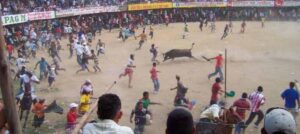 Corte Constitucional ratifica Ley “No Más Olé”: ¿se acaban las corralejas, peleas de gallos, coleo y corridas de toros?