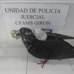 ¡Los delincuentes ponen a delinquir hasta a las palomas! Ave volaba con elementos prohibidos rumbo a cárcel en Santander